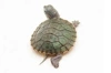 Brazilian turtle