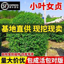 小叶女贞树苗庭院造型树四季常青苗木绿篱笆树绿化工程金叶女贞苗