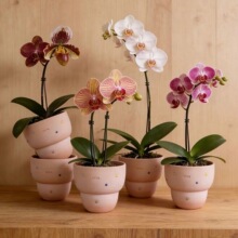 �~���ǾW�t������������С���J�����B��͸��t�ռ��ö�������m