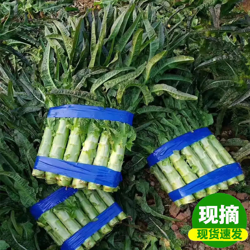 莴筍新鮮現摘新鮮農家自種莴苣新鮮翠綠蔬菜現摘代發廠家直銷批發