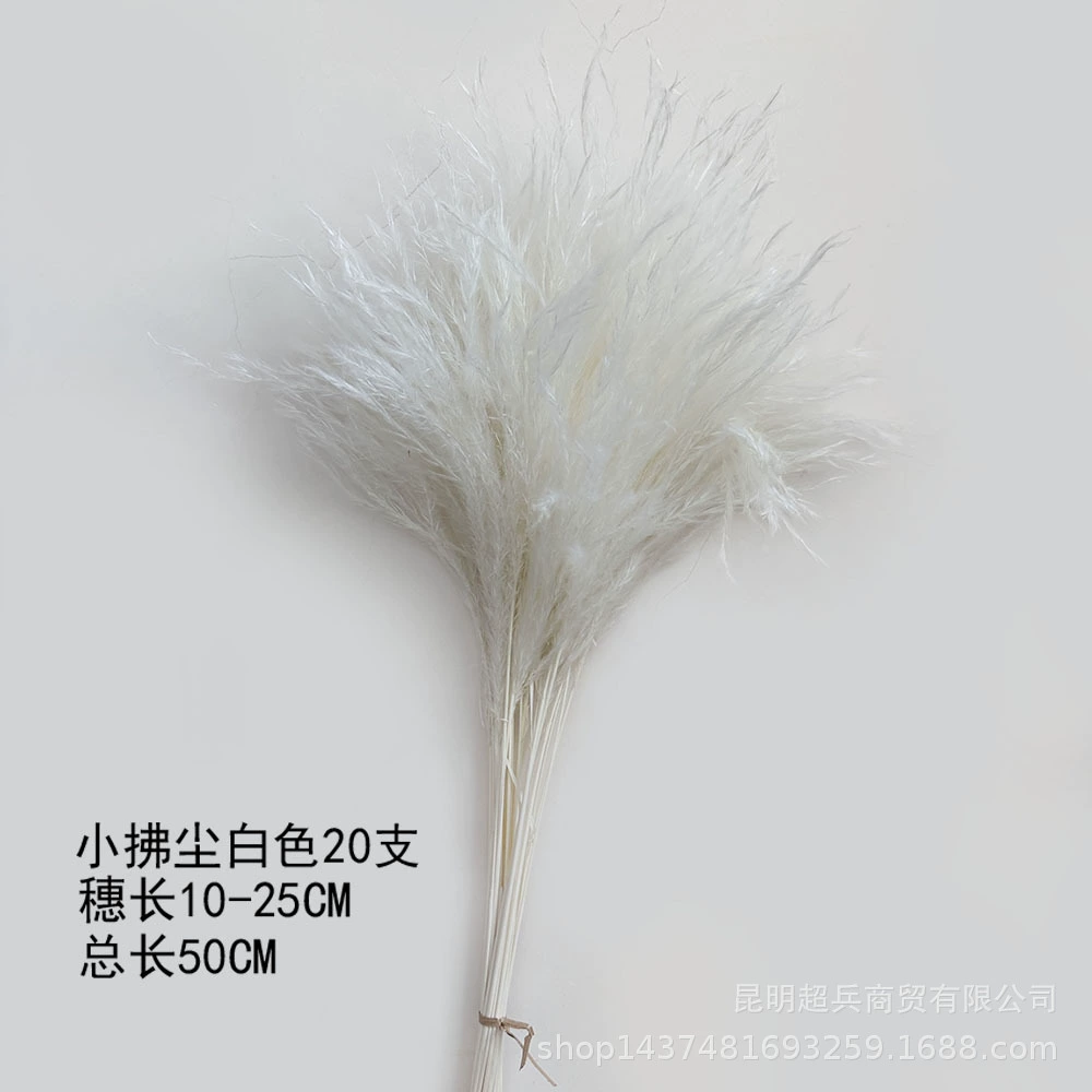 [50cm короткая коллекция Xiaofuchen] Маленький репа Xiaofuchen Panpas трава amazon внешняя торговля