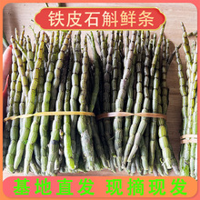 铁皮石斛鲜条批发基地直发鲜条石斛条种植石斛粉石斛干条一件代发