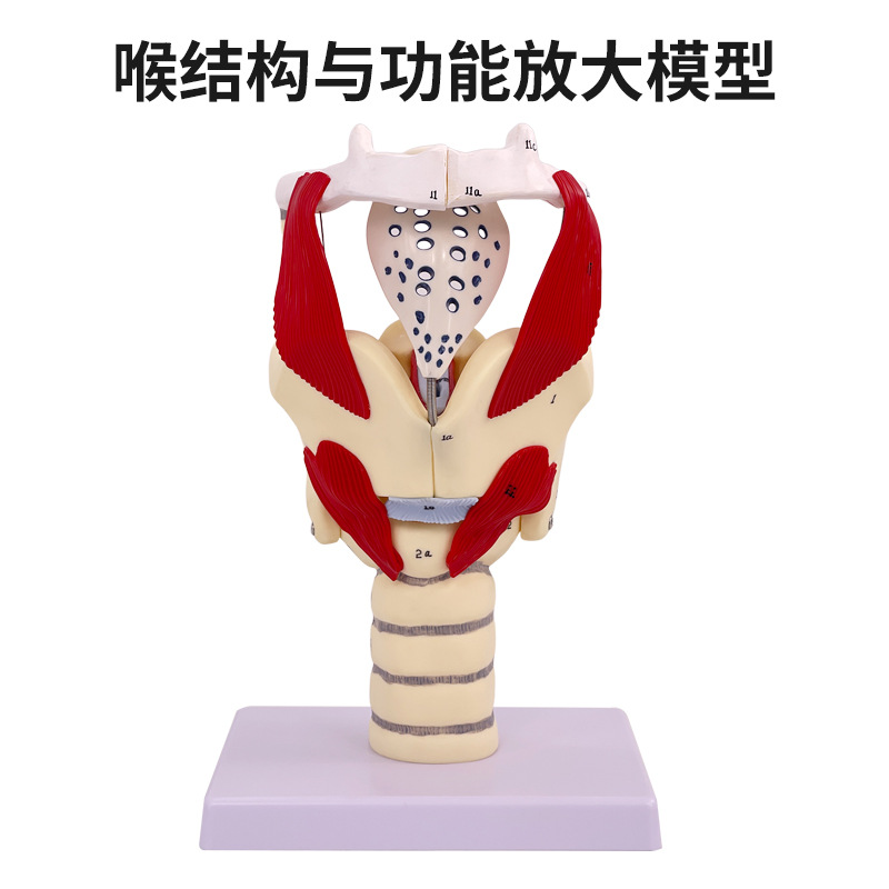 2���Ŵ��ʺ�ģ�ͺ����ʱ걾����Ѫ�ܼ�״�ٺ����ͷ���� ��ѧ����