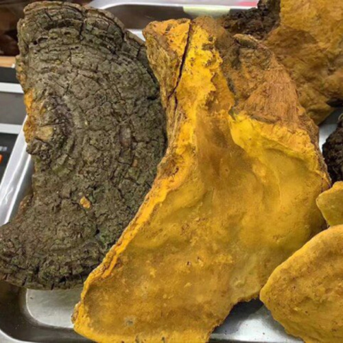 Wholesale wild-grown Ganoderma lucidum (Reishi mushroom), mulberry, and Phellinus igniarius sourced from Tibet. Drop shipping available.