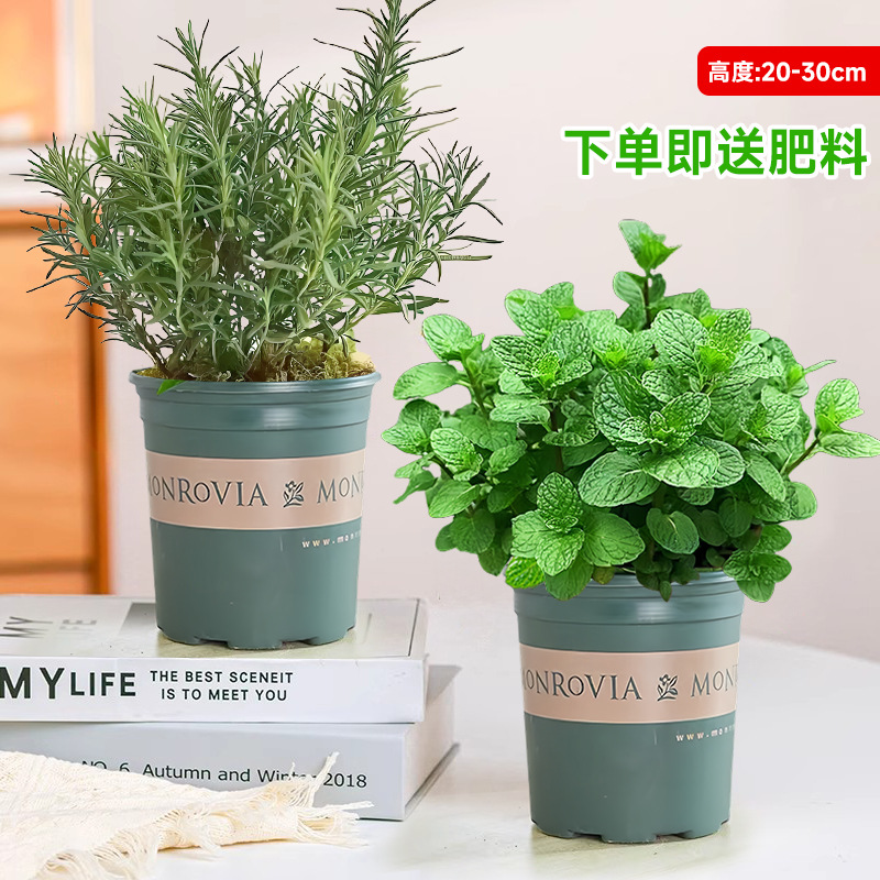 食品級大盆薄荷*1盆+迷迭香*1盆【加侖盆】