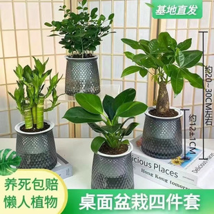 �I����һ��͸���z�踻�F���荰lؔ�������Gֲ��������B