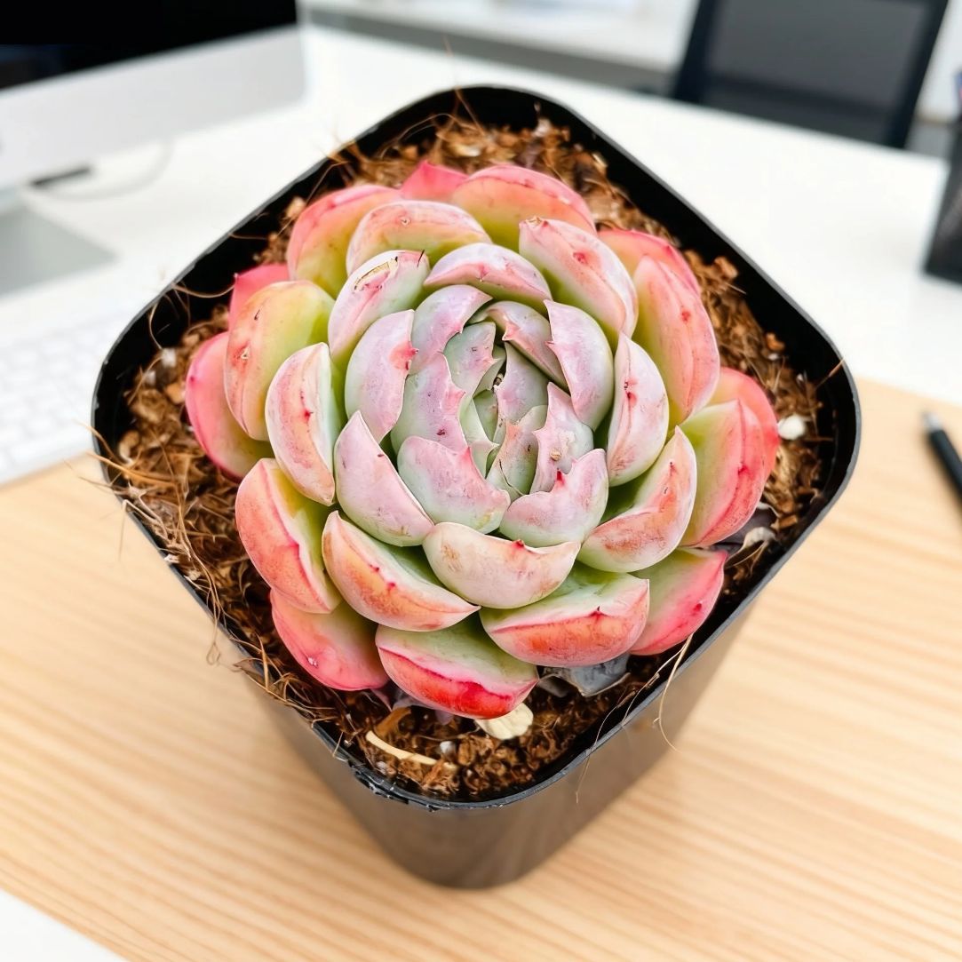 [추천] 한국산 두꺼운잎베리 4~5cm (플라스틱 화분에 심어 배송)