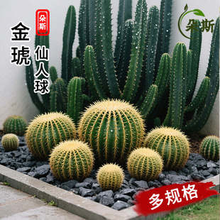 �𻢴�̖�������������߶˼t���������҃ȶ���ֲ�ﻨ�����_��