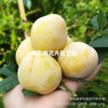 黄金奈李子树苗脱骨甜脆南北方庭院地栽特大果树盆栽嫁接当年结果