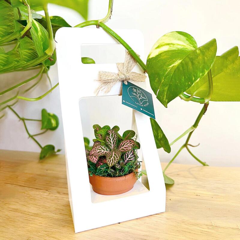 緑の植物の箱の生花の包装箱の多肉の鉢植えの箱の手提げの花の箱の折り畳みの花の箱の越境の商品の源の折り畳みの箱の空の箱|undefined