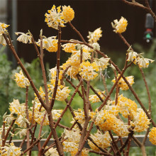 ���l�Y�㻨��ͥԺ���̾G��ֲ����㻨�����Դ�Y�������������Y��