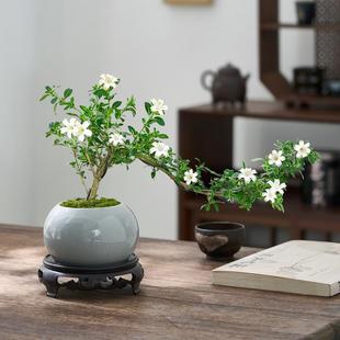 June Snow Potted Cliff-Shaped Bonsai Indoor Florals Are Easy to Maintain in All Seasons and Purify the Air Desktop Flowering Green Plants