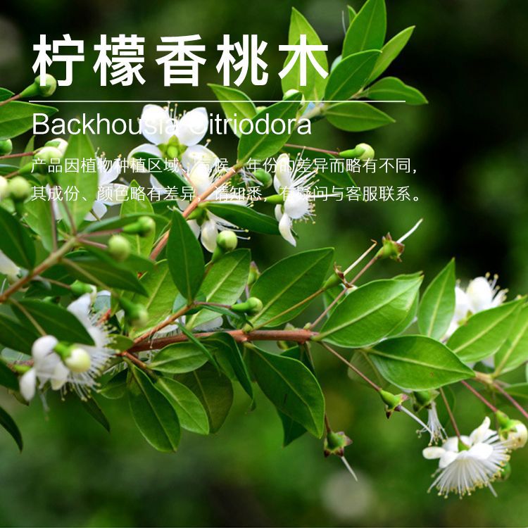 ��������ľ����  ��������ľ������ȡ�ҽ���  ֲ�������ʹ�������