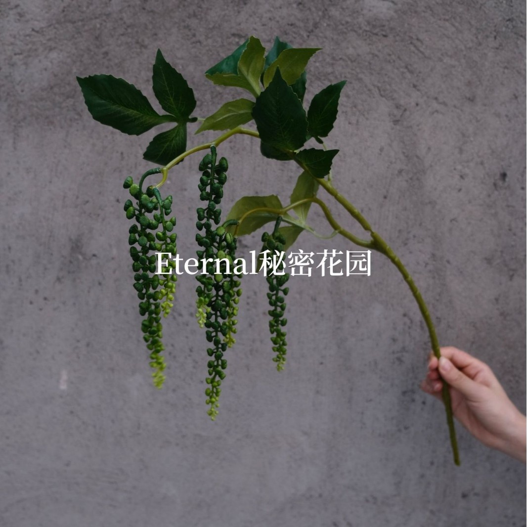 매달린 Phytolacca 녹색