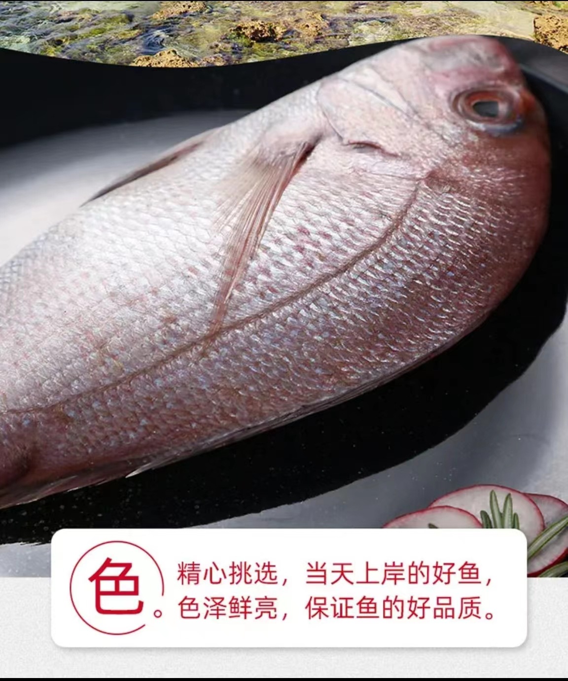 Ⅰ【严选食材供应】海钓真鲷鱼日料刺身加吉鱼冰鲜铜盆鱼红鲷鱼-阿里巴巴