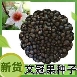文冠果种子园林绿化花卉用种林木果树多年生观赏树木油料树种子