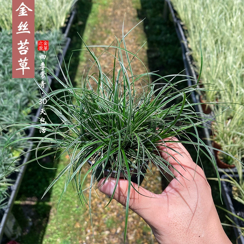 Японская горная трава Jinsi Carex Трава Yinsi Ji Carex Серебряная Луна Ophiopogon Japonicus Микро растение в горшке Крытый вечнозеленый мини