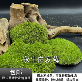 微景观;微景观瓶;其他园林植物