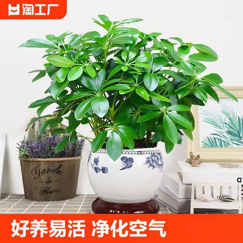 八方来财植物盆栽水培鸭脚木四季常青发财树大型室内绿植客厅绿箩