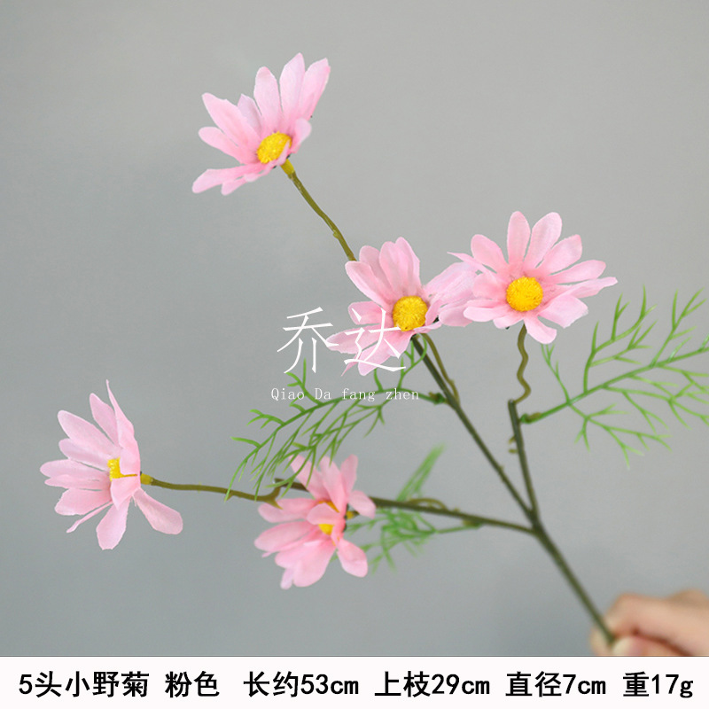 5 small wild chrysanthemum