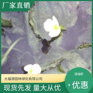 Base Direct Supply Waterwheel Front Waterwheel Front Flower Water Belt Vegetable Water Mustard Dragon Tongue Grass Complete Specifications