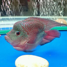 �����W�^�~�����_�h�~���w�Lˮ�~Ѫ�W�^Ԫ���S�W�^÷���W�^