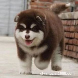 ���ۼ��N����˹��Ȯ��Ȯ���w���Ͱ���˹��ѩ��Ȯ���Ͱ���˹����Ȯ