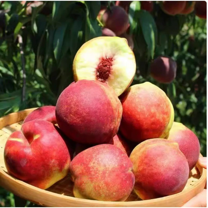 Шаньдун Цинчжоу медовый хрустящий персик твердый персик свежий персик пушистый персик сладкий персик зеленый персик твердый персик хрустящий сладкий нечетин для беременных женщин.