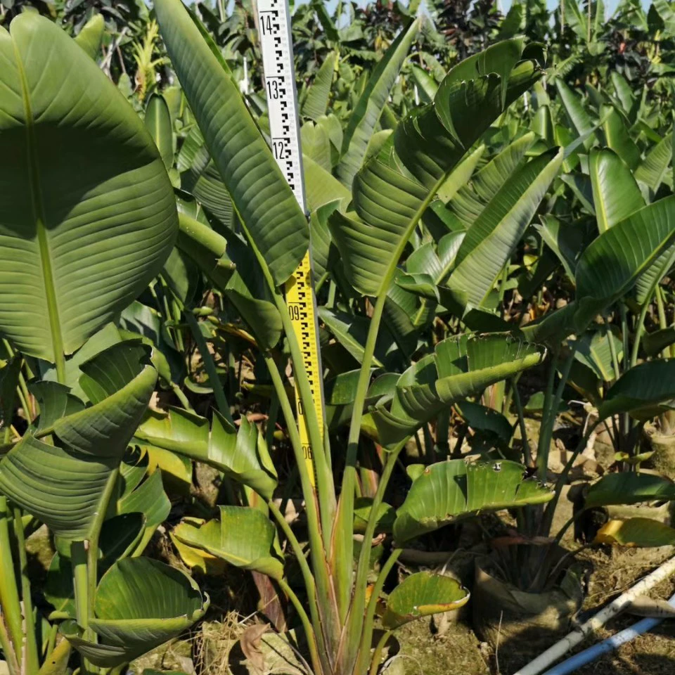 База оптовая поставка белых цветов райские птицы 1,5-2 метра