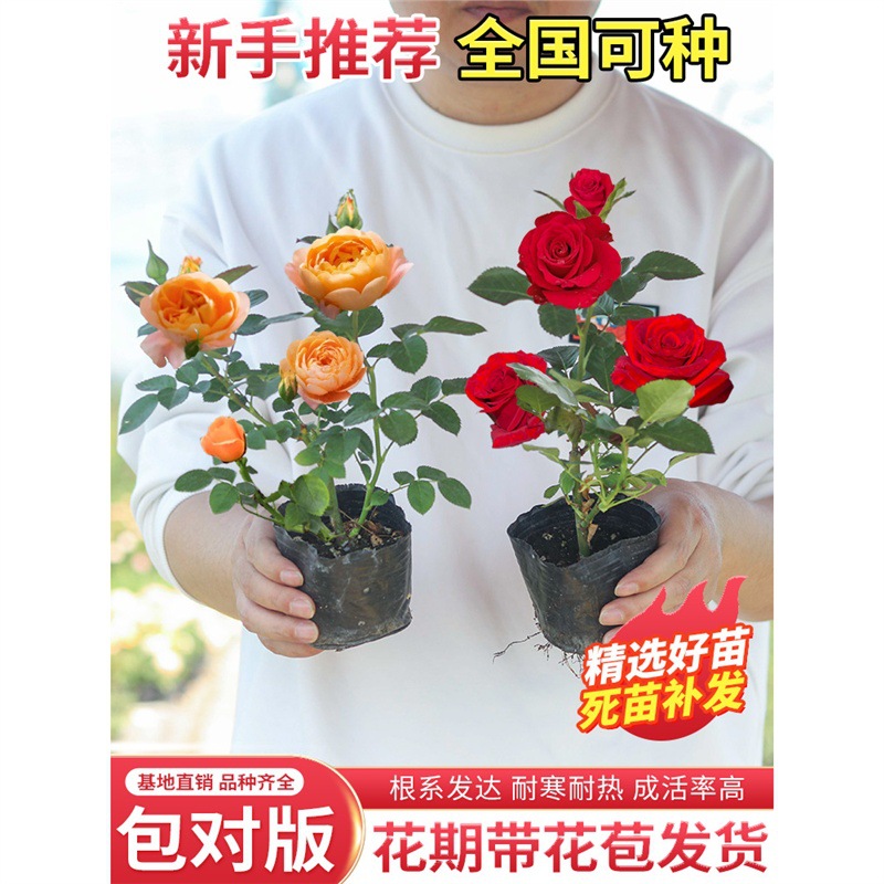 月季花苗玫瑰小苗多季开花阳台盆栽花卉庭院爬藤绿植物大藤本蔷薇