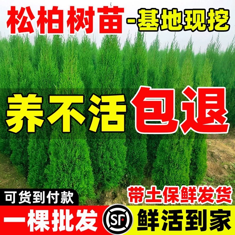 柏树苗松柏侧柏树苗扁柏圆柏松树塔柏宝塔松龙柏苗墓地柏树四季青