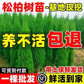 柏树苗松柏侧柏树苗扁柏圆柏松树塔柏宝塔松龙柏苗墓地柏树四季青