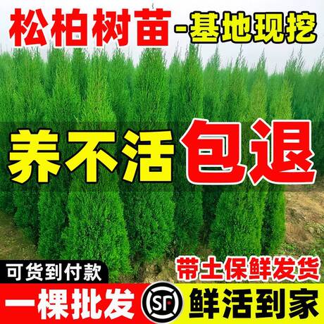 柏树苗松柏侧柏树苗扁柏圆柏松树塔柏宝塔松龙柏苗墓地柏树四季青