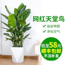 天堂鸟盆栽客厅旺宅大型绿植花卉办公室内大叶植物新房家用鹤望兰