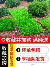 �~��Ī˹ˮ��ֲ����wĽ˹Ƭɢ�bĪ�z�����ľ�����Ǵ��Iǰ���쾰