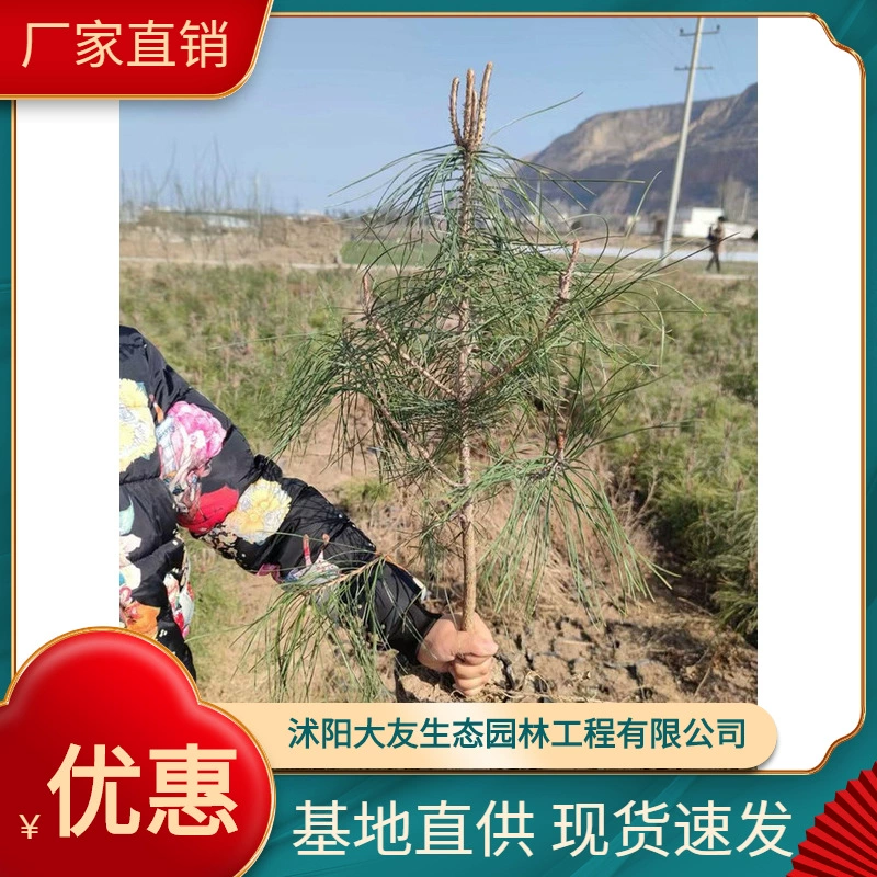 База Оптом Масляные сосновые саженцы собственного производства Живописный пейзаж дорога сад инженерные Зеленые саженцы