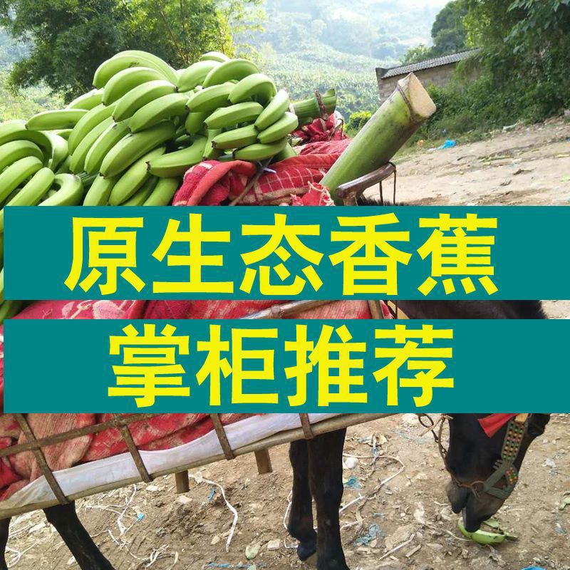 작은 나무 바나나 - 권장 품질: 상자에 4.5-5kg 품질 바나나