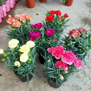 Yunnan Direct Delivery Carnation Flower Seedlings, 10 Seedlings, Blooms All Seasons, Winter Balcony Potted Flowers, Indoor Plants