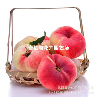 �޽����2̖�Ҙ��������ش��S��ë����籱���Ϸ��Nֲ����Y����