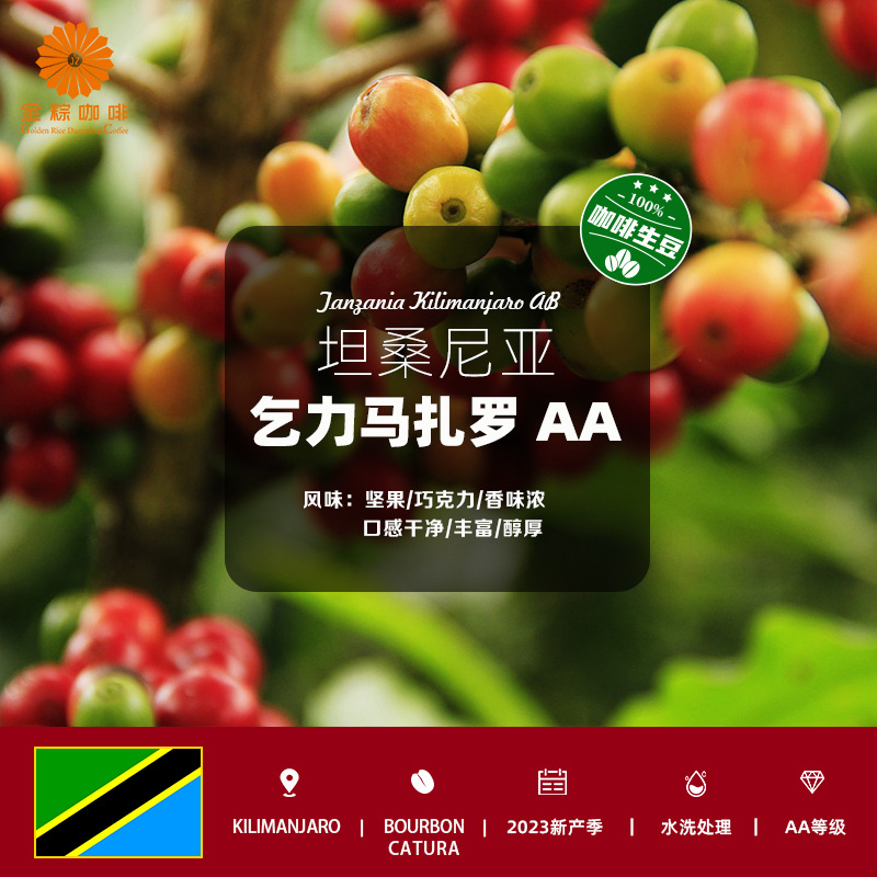 坦桑尼亚进口乞力马扎罗AA咖啡生豆水洗处理美式意式2023新产季