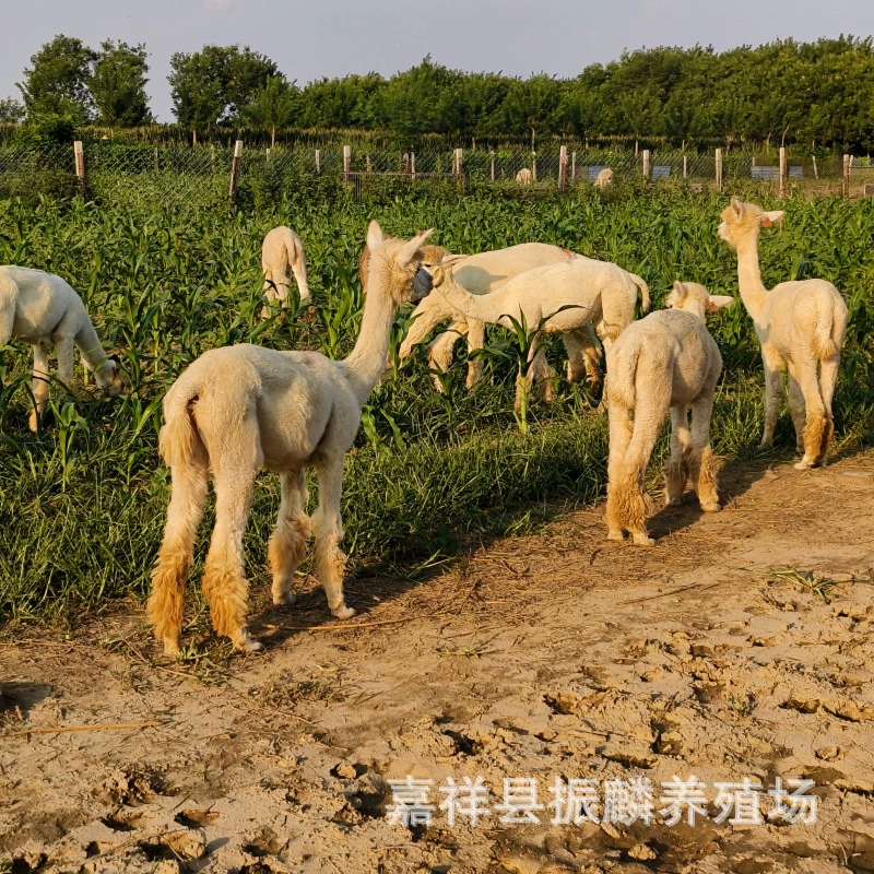 Где я могу купить декоративную альпаку, выращиваемую в живописных местах?