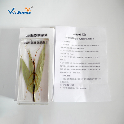 43103 Stick insect Mimicry Organic resin Embedding specimen Primary and middle schools experiment teaching equipment Model Polular Science