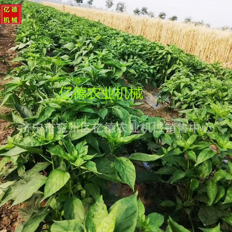 云南热销芝麻辣椒谷子精播机施肥喷药精播机平地种植株距行距可调