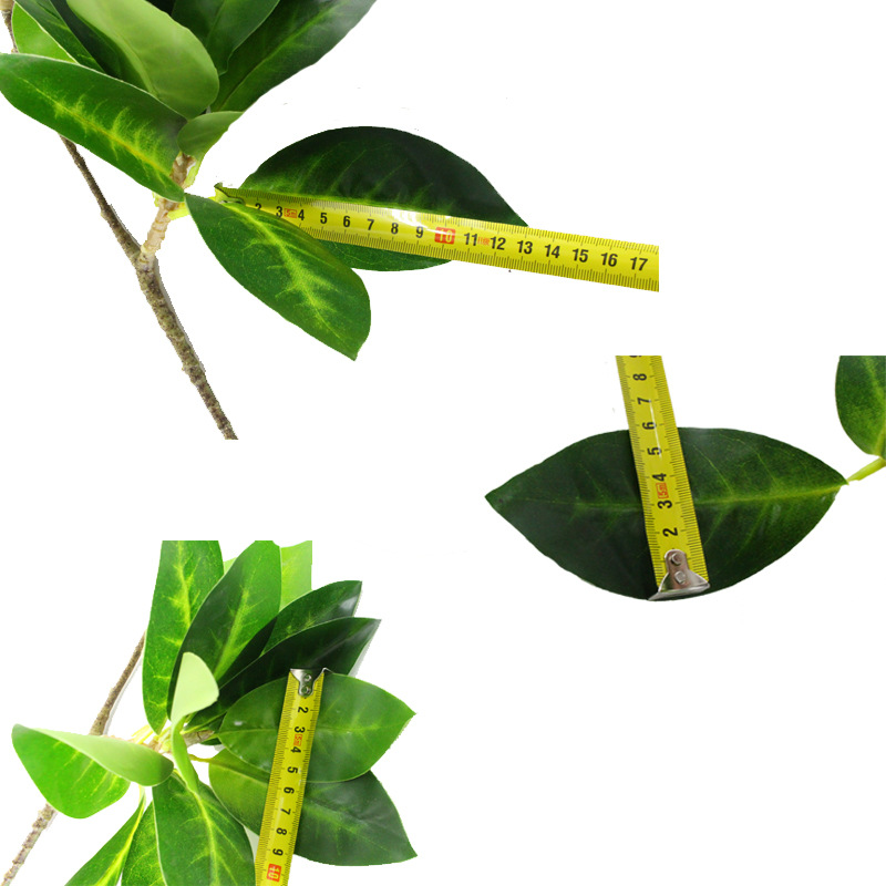 XRB-042 海莲叶单枝24叶6.jpg