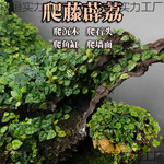 爬藤植物小叶薜荔苔藓雨林微景观造景水培水藤蔓古法鱼缸迷你霹雳