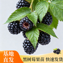 厂家直发树莓苗双季覆盆子果树苗南北方种植当年结果黑树莓苗