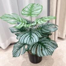 �羳24�^�����~�O���~ɢβ������Gֲ�͏d�Ƶ���������b��쾰��