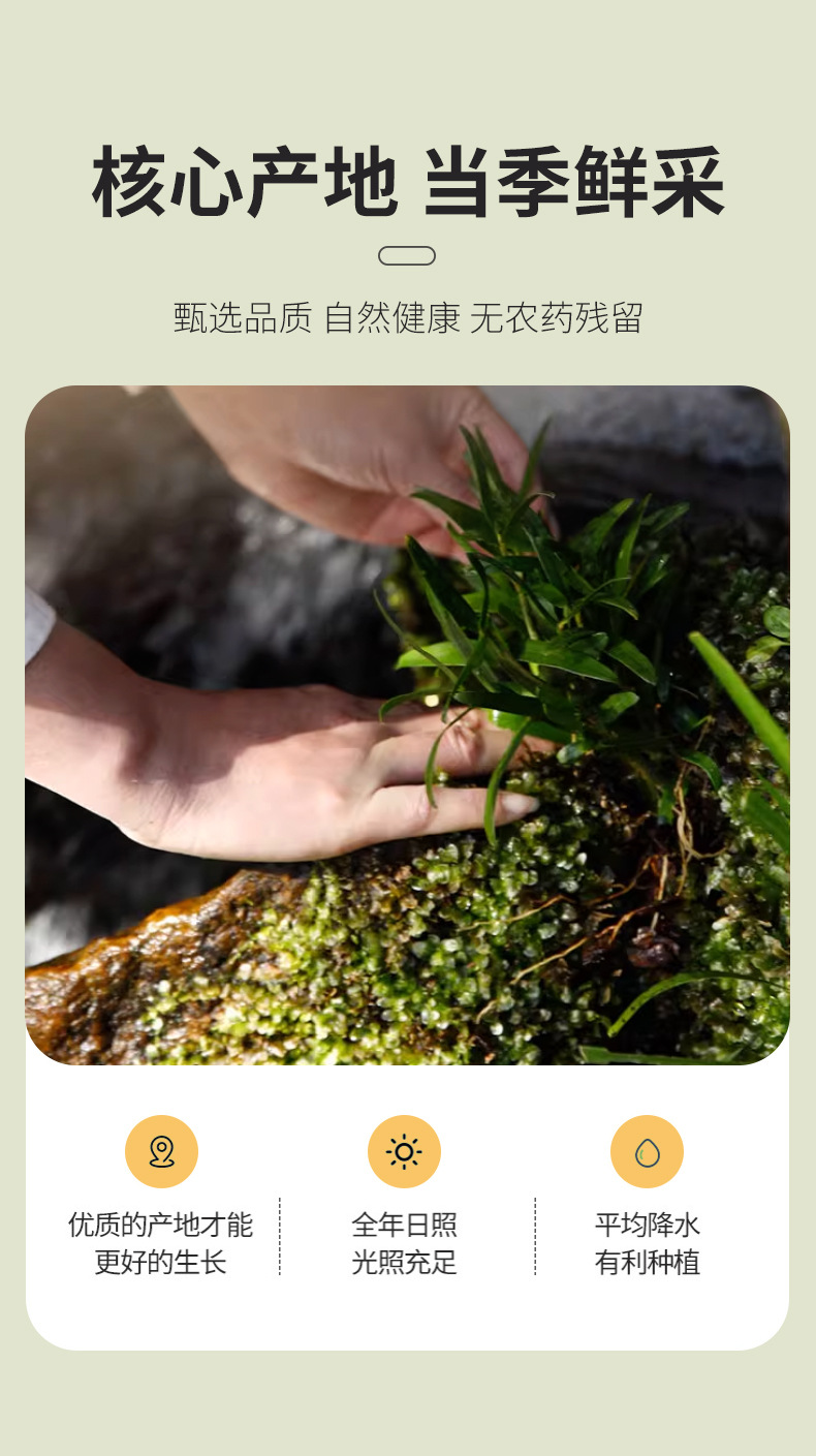 Dried Dendrobium Officinale Tie Pi Shi Hu Fengdou Herbal Tea 500g Bag quality and texture