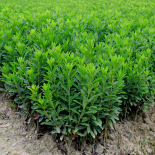 һ�����l���N����ë���N�������Զž����ë��С��e���@�־G����