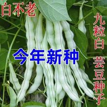 ײܿNӸ߮a׶ǷNļ＾߲˷N